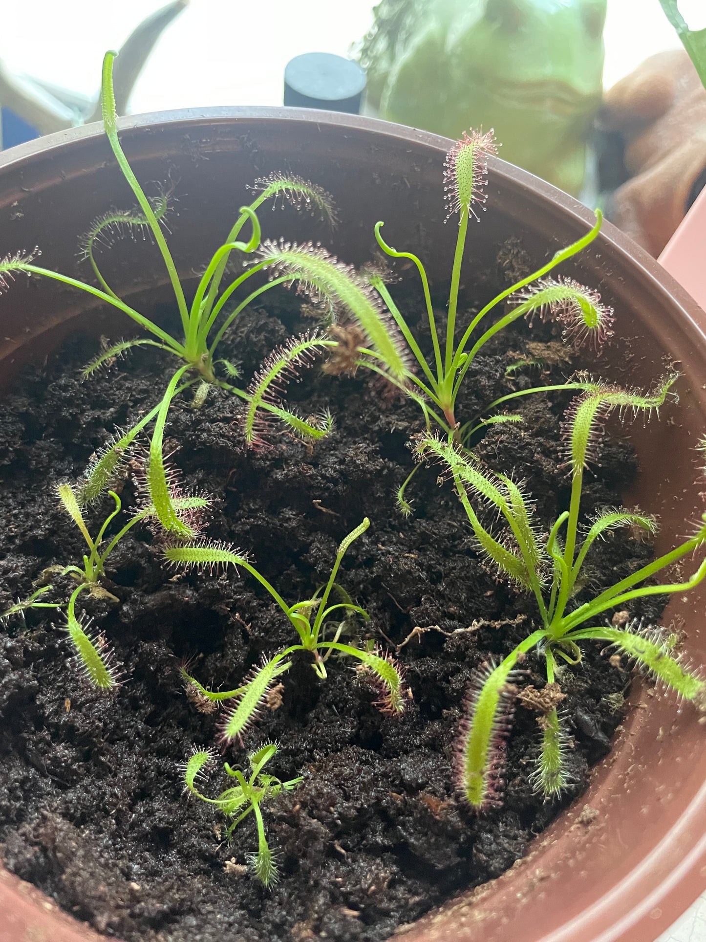 Cape Sundew (Drosera Capensis)