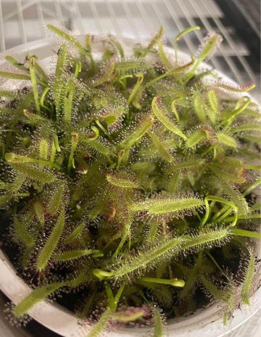 Cape Sundew (Drosera Capensis)