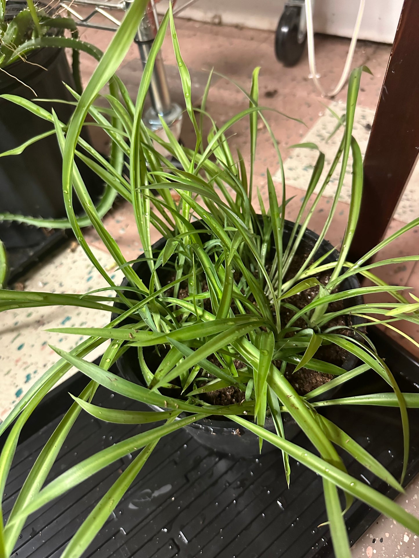 Spider Plant