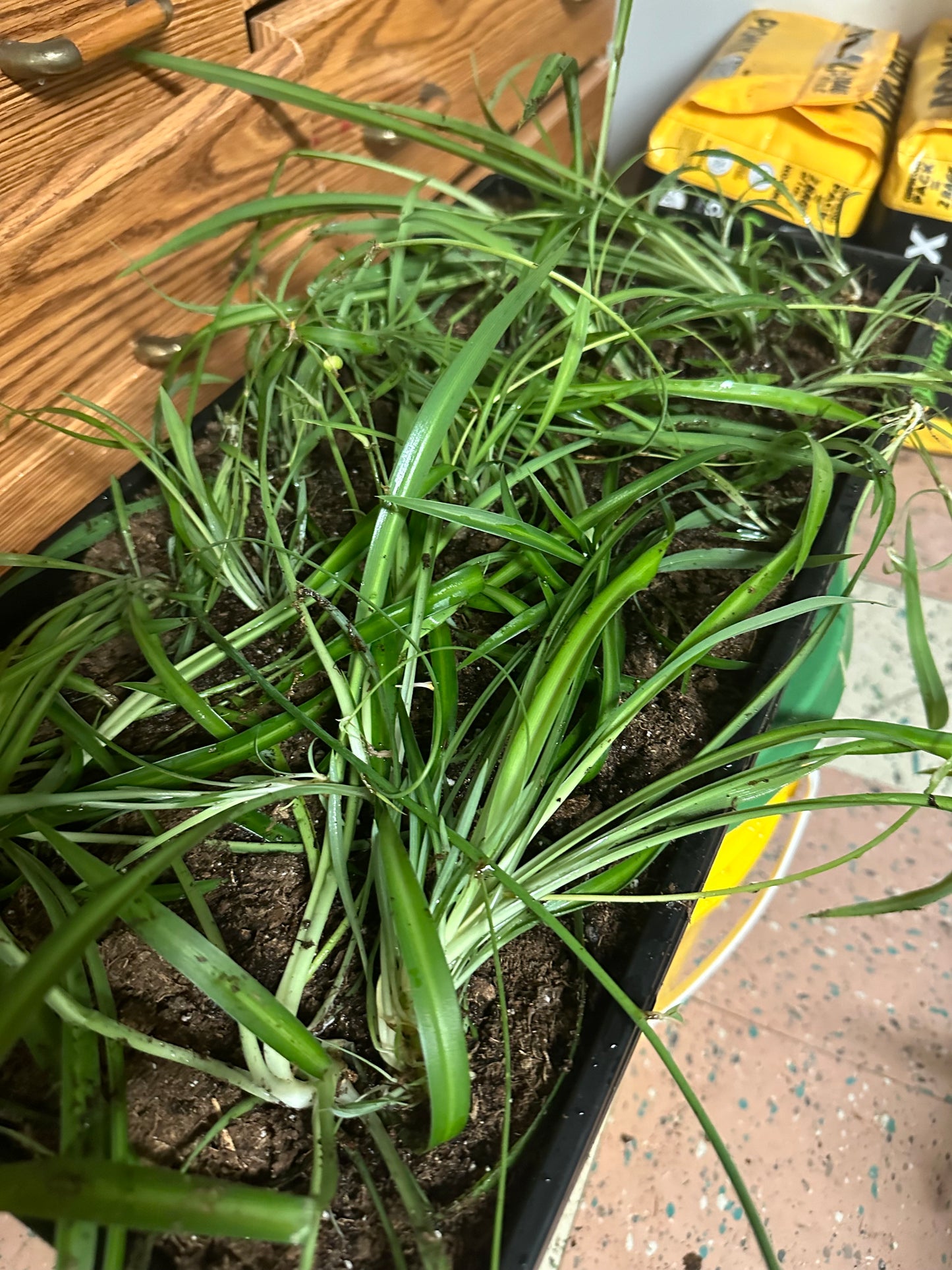 Spider Plant